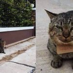 みよ。このふてぶてしい顔を。3日間失踪した飼い猫。帰宅したと思ったら「借金」を抱えてきた。