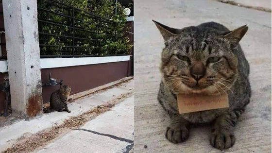 みよ。このふてぶてしい顔を。3日間失踪した飼い猫。帰宅したと思ったら「借金」を抱えてきた。