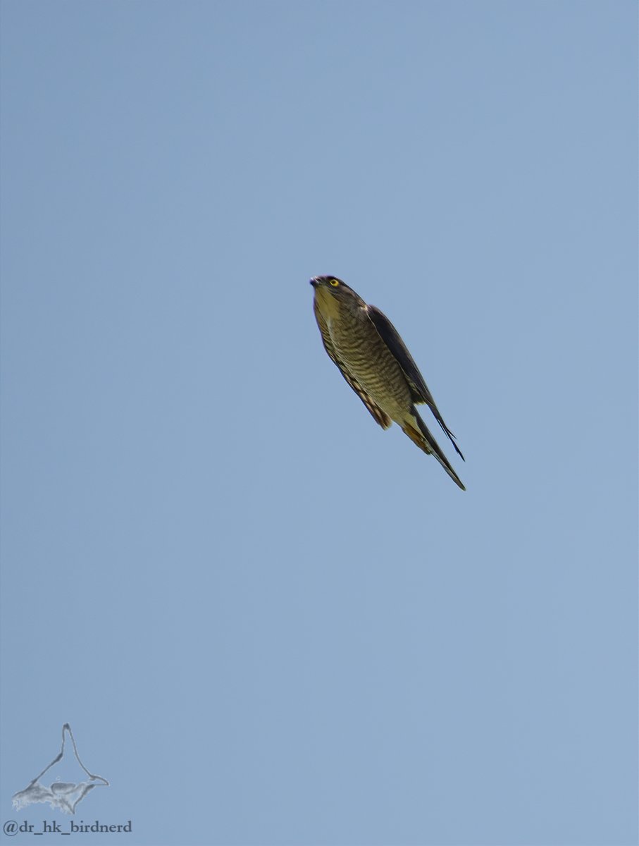 Chinese sparrowhawk, speeding ahead like a carnivorous bullet. 

#Autumn #sparrowhawk #raptor #eliteraptors #accipiter #aviandinosaurs #birdwatching #nature #hongkong