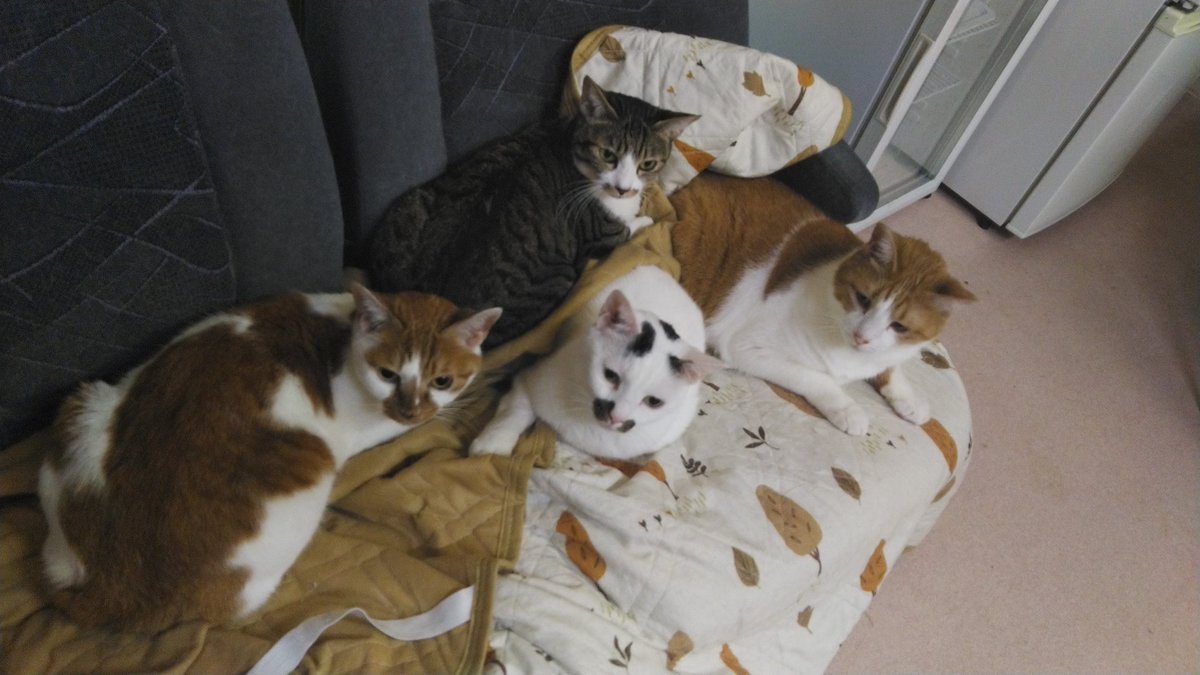 ねこのひみつ基地 Nekohimitsukiti Twitter