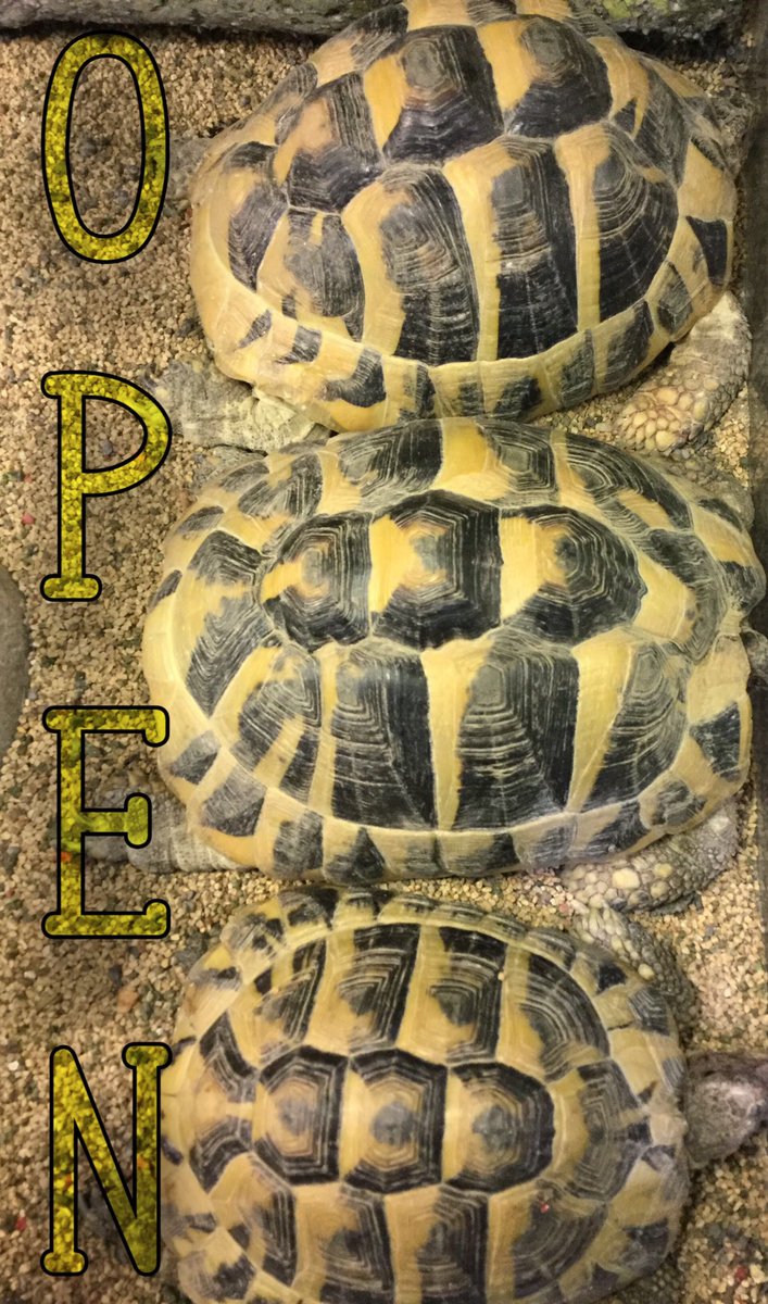 アニマルルームいけもふ على تويتر 並んでるー 本日もオープンいたしました 池袋 いけもふ 動物カフェ アニマルカフェ フクロウ 爬虫類 小動物 ヘルマンリクガメ カメ 東京レプタイルズワールド エキゾチックアニマル アニマルルームいけもふ على تويتر 並んでるー 本日もオープンいたしました 池袋 いけもふ 動物カフェ アニマルカフェ フクロウ 爬虫類 小動物 ヘルマンリクガメ カメ 東京レプタイルズワールド エキゾチックアニマル