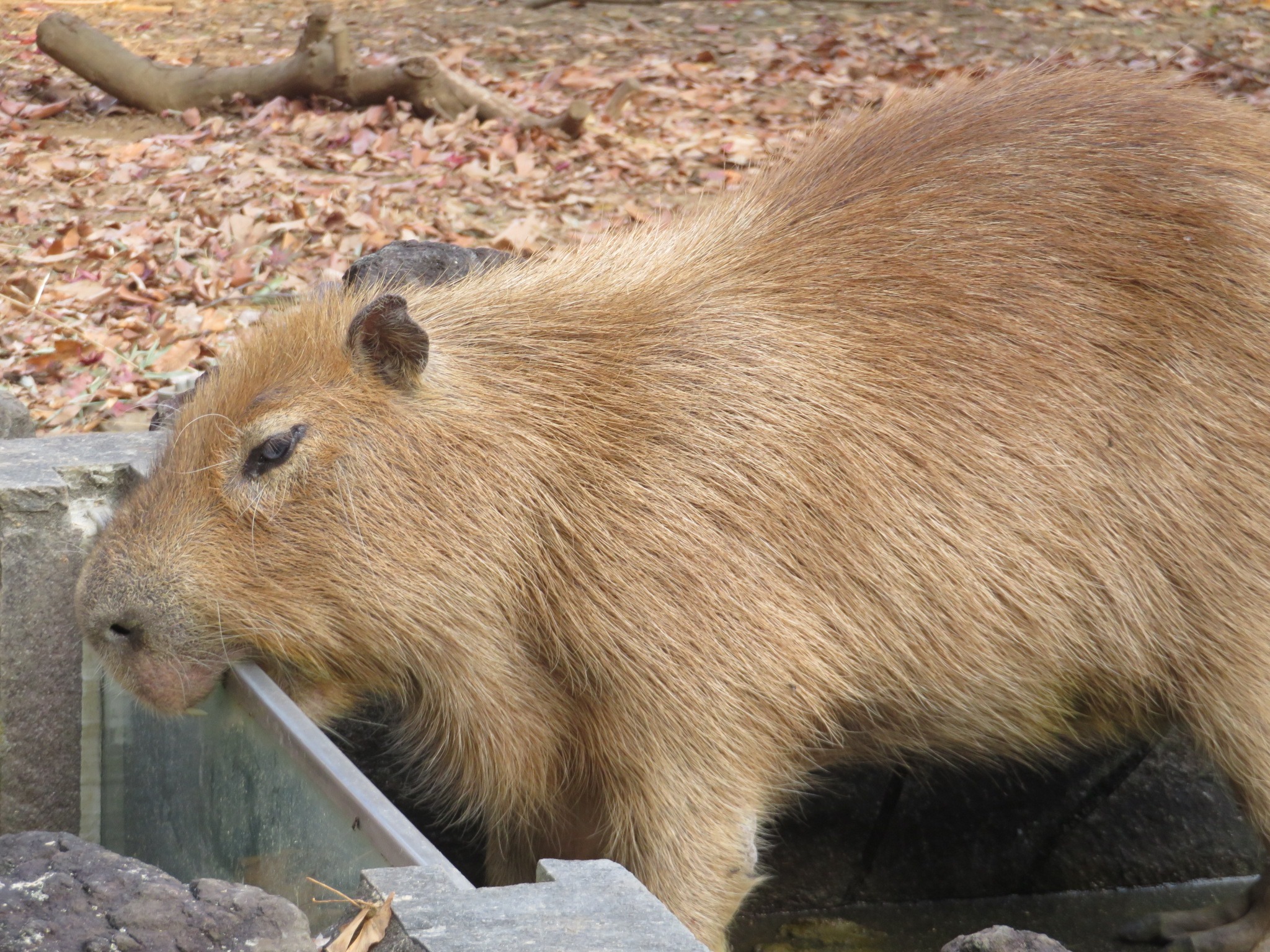 埼玉県こども動物自然公園 公式 お湯が入る前の温泉の枠を齧るカピバラ お湯がなくて機嫌が悪いのか 他に理由があるのかカピバラにしかわかりません T Co 9dciebrhzf Twitter