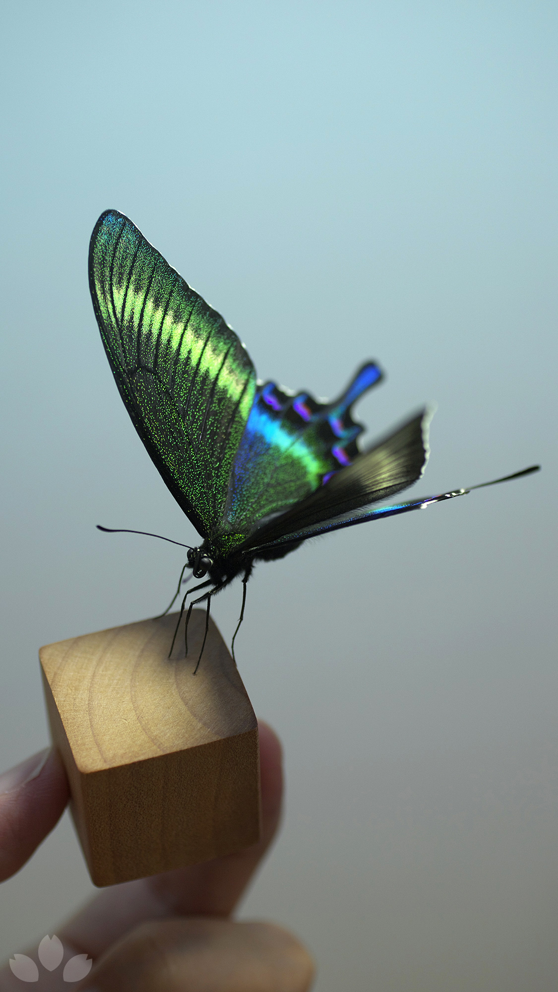 山﨑 理 Yamazaki Osamu ピンを使わず 脚だけで固定する蝶やその他昆虫の標本を作っています 多くの人に知っていただけると嬉しいです I Make Specimen Of Butterflies And Other Insects As If They Were Alive Does Not Use Insect Pins 立体展翅