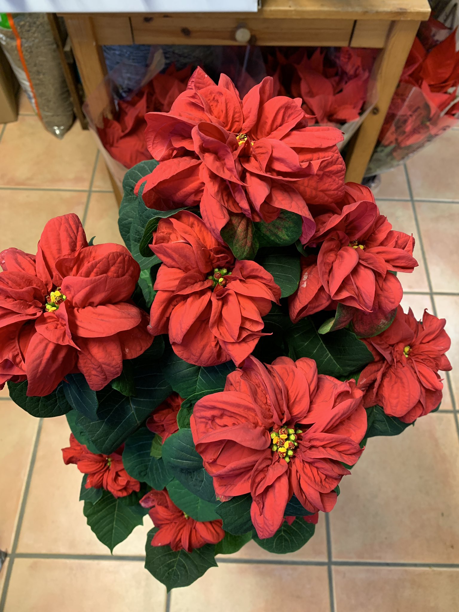 Gemflowers ちょっと変わり種の品種 ウィンターローズ です 丸みを帯びた苞が本当に薔薇のようで大人っぽい雰囲気 クリスマス ポインセチア 今年はおうちで過ごそう ウィンターローズ T Co 3d43rj3gn9 Twitter