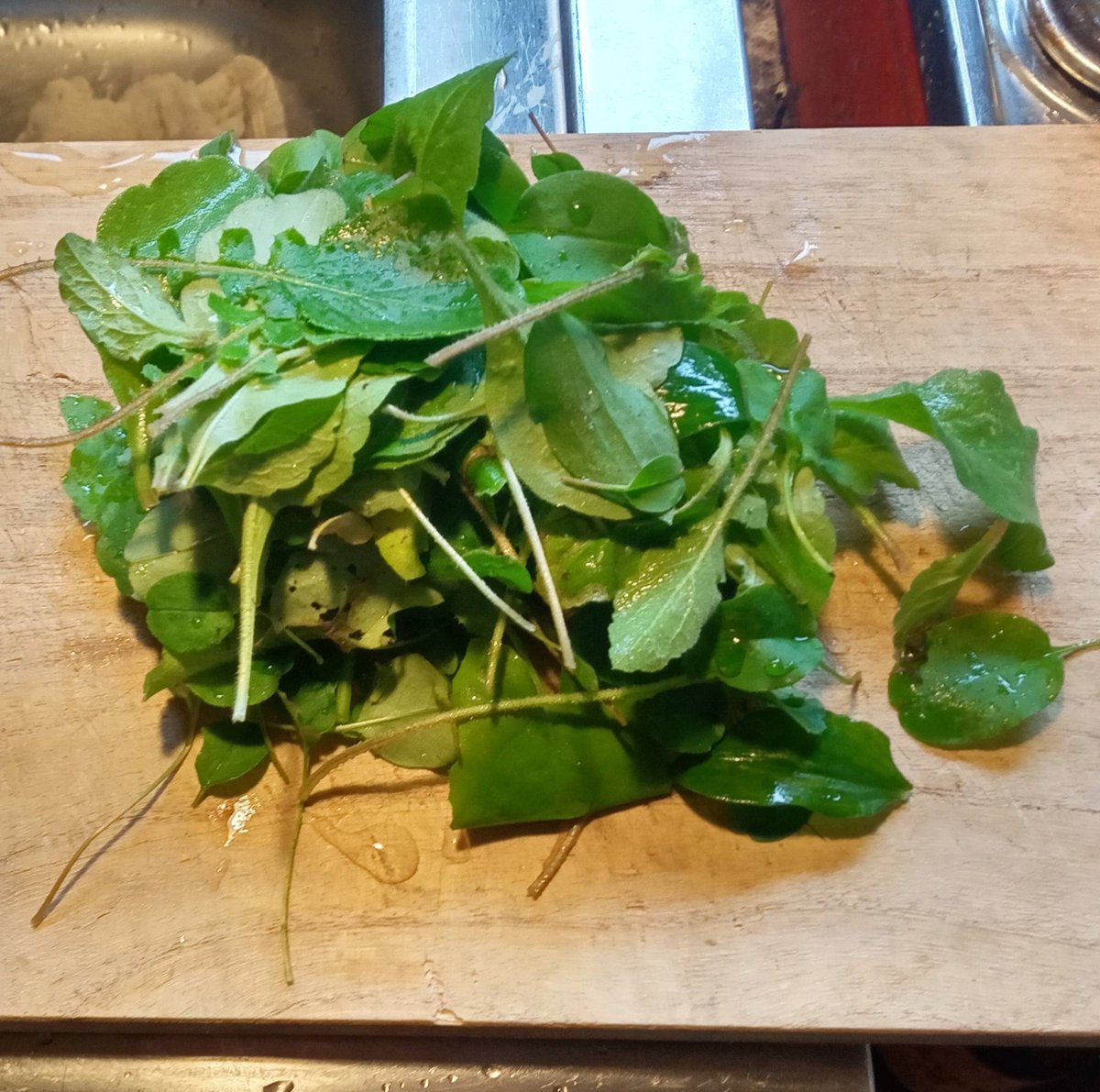 髙橋カノン 庭の雑草は抜いたら食べます キュウリグサ コオニタビラコ ハルジオン トキワツユクサの味噌汁 野草を食べる