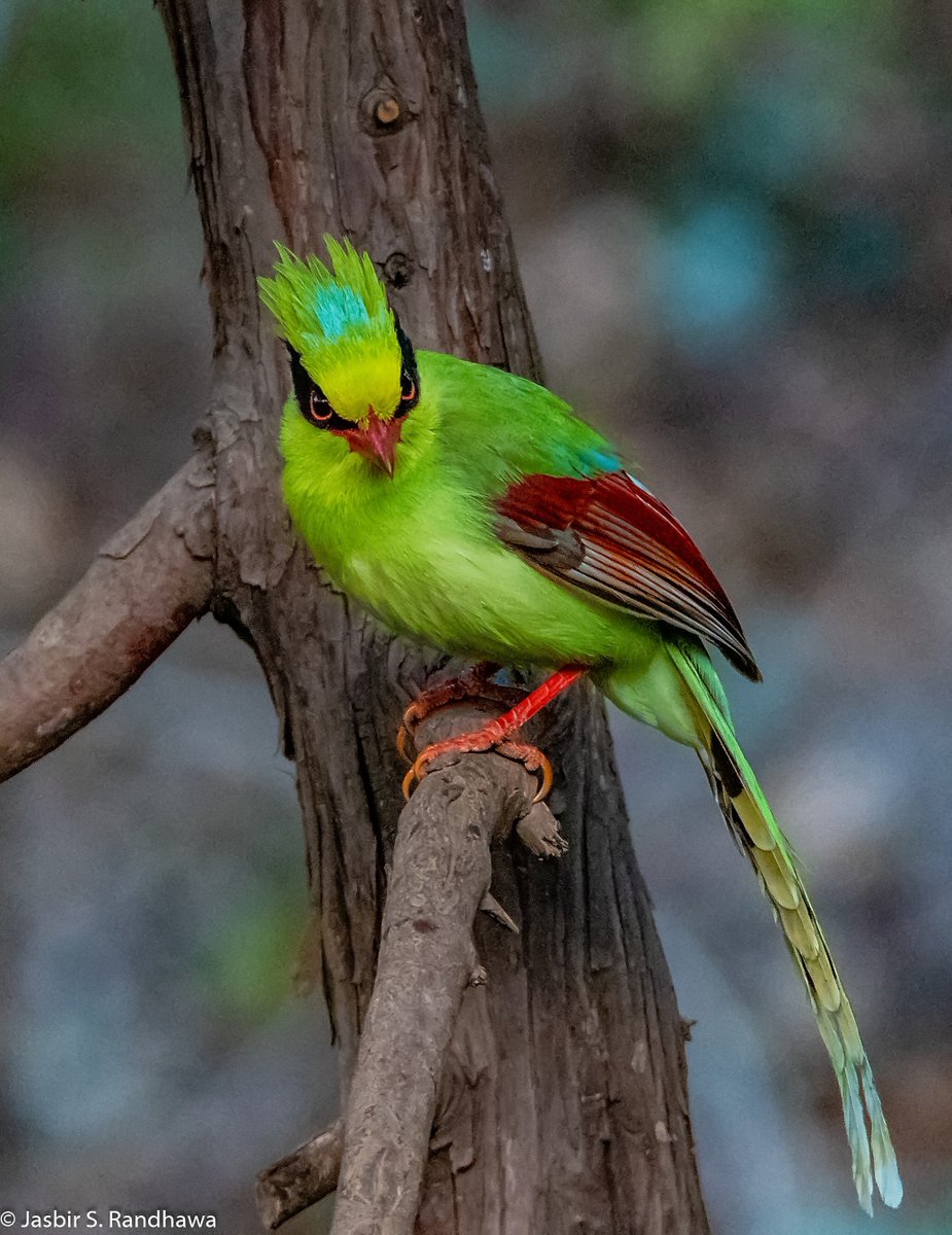jasbirsrandhawa's tweet photo. Green Magpie (Cissa chinensis)

#PunkBirds #IndiAves @IndiAves @goldsant #BBCWildlifePOTD @Avibase @orientbirdclub @Team_eBird @birdcountindia @MacaulayLibrary @BirdLife_Asia https://t.co/cFRSLhb3vk