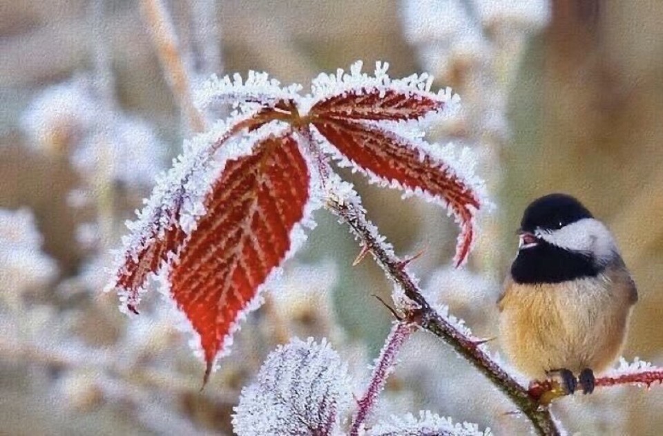 ❦Sometimes it is during a “winter” in life that we pause long enough to grasp the simple beauty of what matters most. ~Anne Scottlin
#matters #snow #grasp #winter #leaf
#priorities #pic #anon #ice #joyforlife https://t.co/Hqy0alIk98