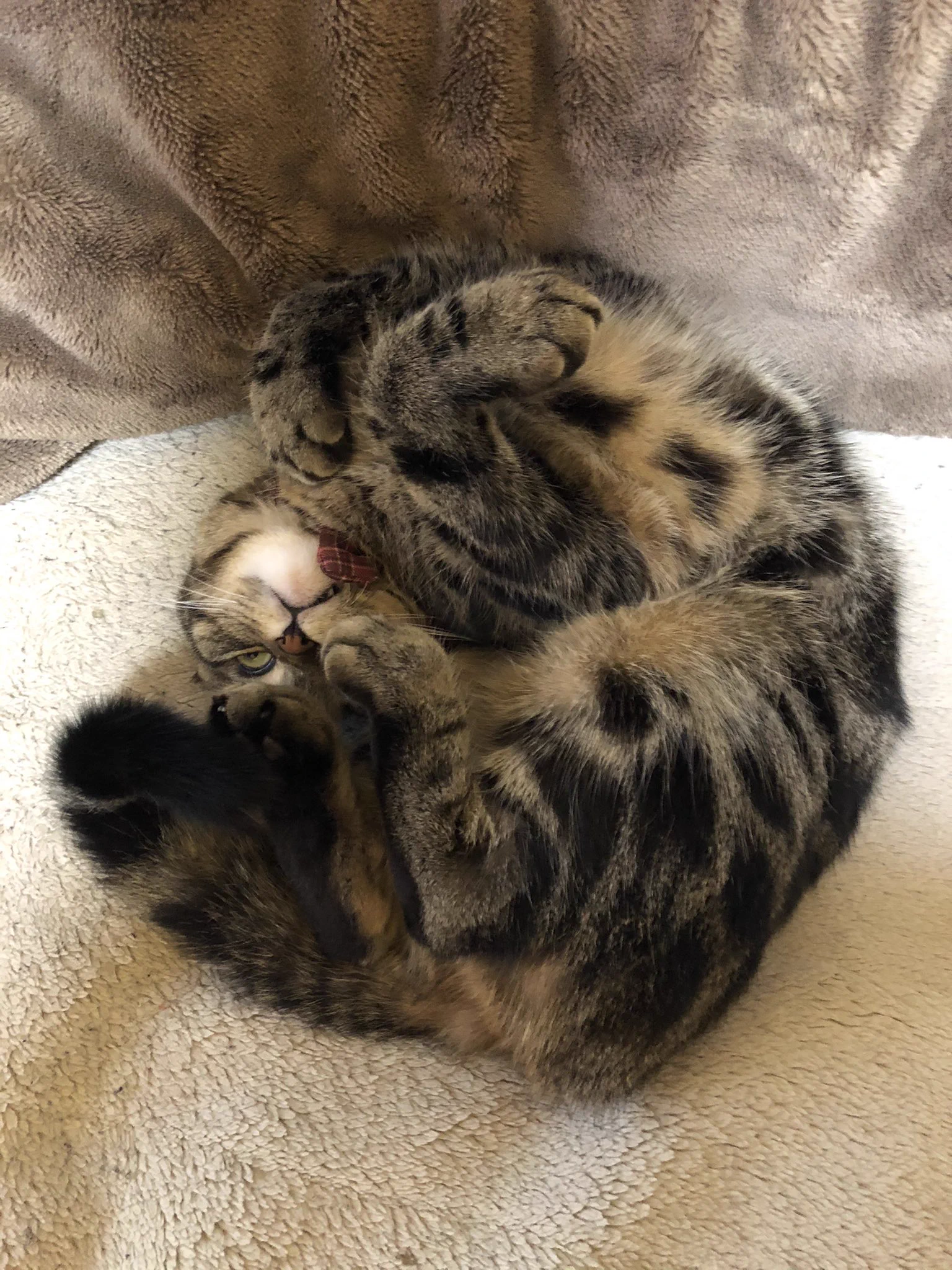 @hunter_al_nor ななちゃんはこんな感じだけどぉ… 