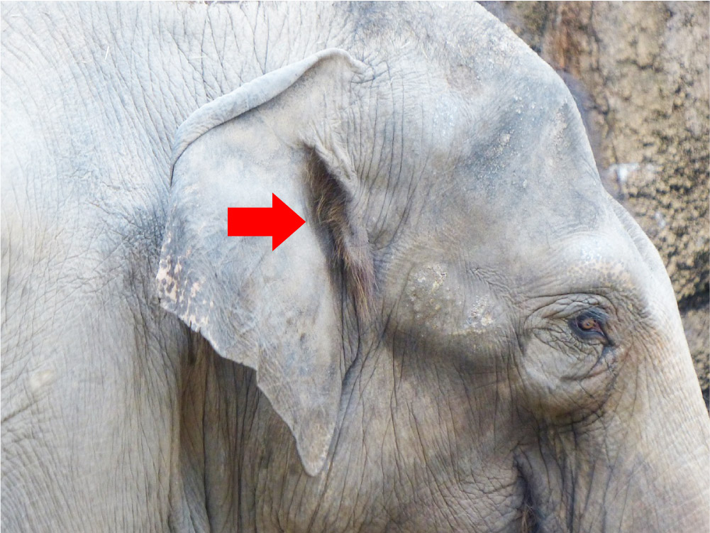 上野動物園 公式 ちなみに 耳 から放熱したい場合は 耳介がより大きくなり 毛は穴の部分だけに限定されます その一例が アジアゾウ 先ほどの写真をもう一度見ると 穴の部分だけに毛がモジャモジャあります