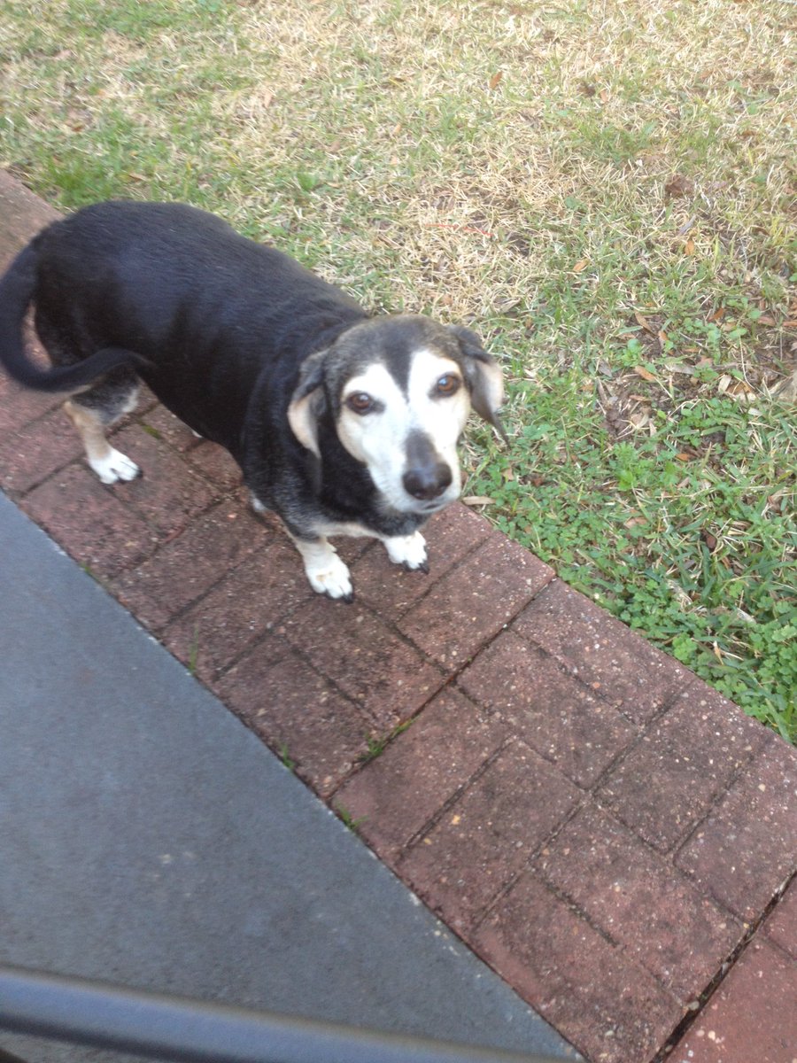 michael_olmsted's tweet photo. Sad day, my fellow tweeps.
My hound dog, Rufus, has passed. He was a dachshund/ beagle mix. He was a good dog who lived to the ripe old age of sixteen and a half.
He will be missed. 😔 https://t.co/uxqGeItXYk
