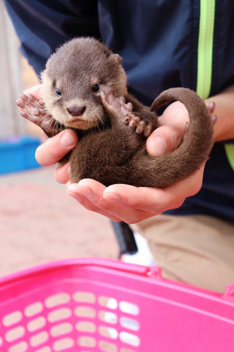 やあ 人間 桂浜水族館のカワウソの赤ちゃんがギャン可愛だよぉぉ ふわふわの毛 あどけない みひろんのブログ