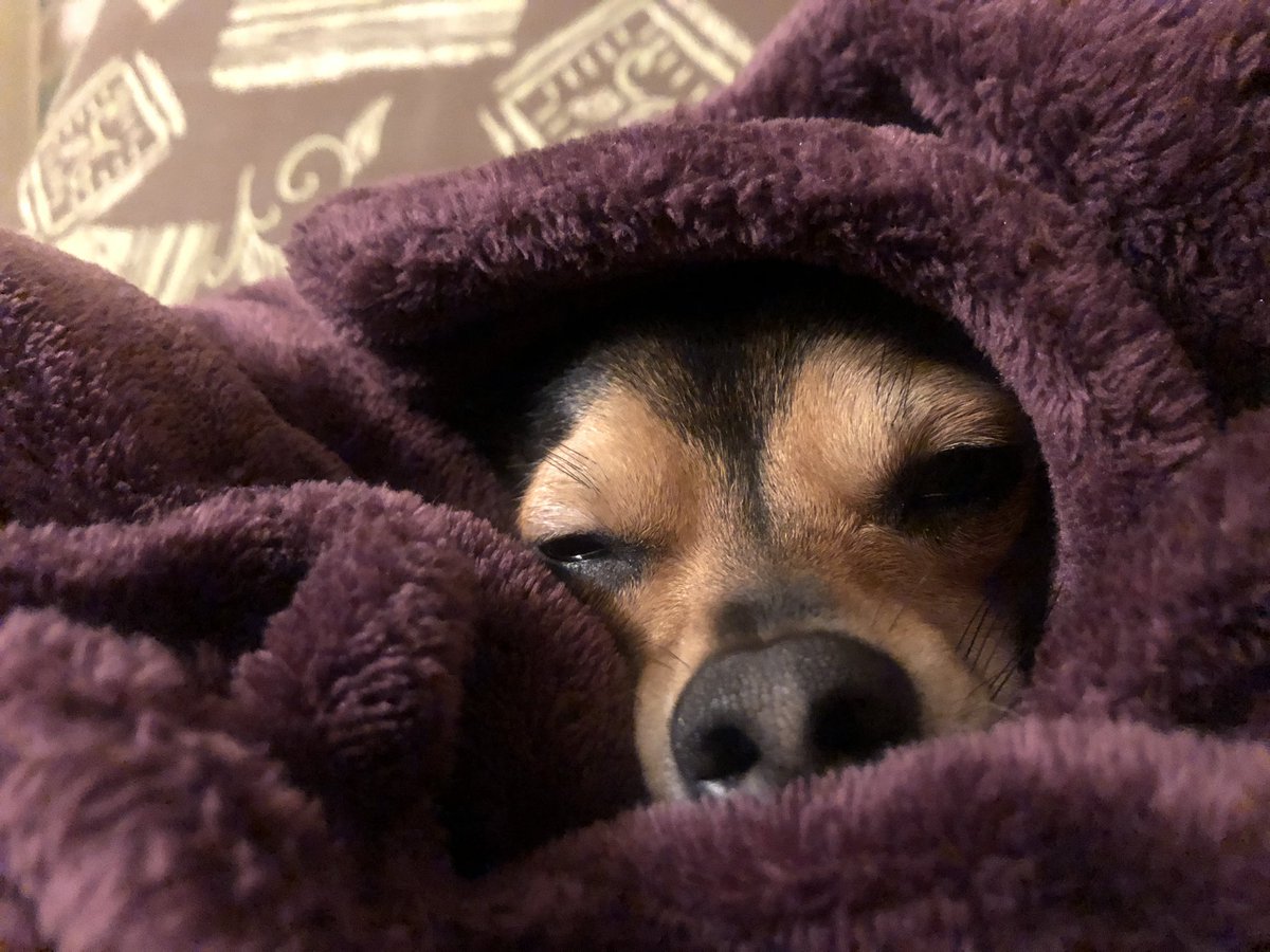 davenmcqueen's tweet image. minushka do you have comment