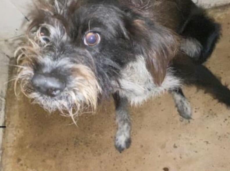 beaumadisonpc's tweet photo. HEARTBREAKING TERRIFIED BENJI #A46160638 NEEDS A HERO ASAP!!!๐จ๐จ๐จ
Medical #pledges needed #foster #rescue #shelterpets #TX #PVAS #palmvalley #edinberg
https://t.co/OW6mBHXAay https://t.co/hbny4Eigac