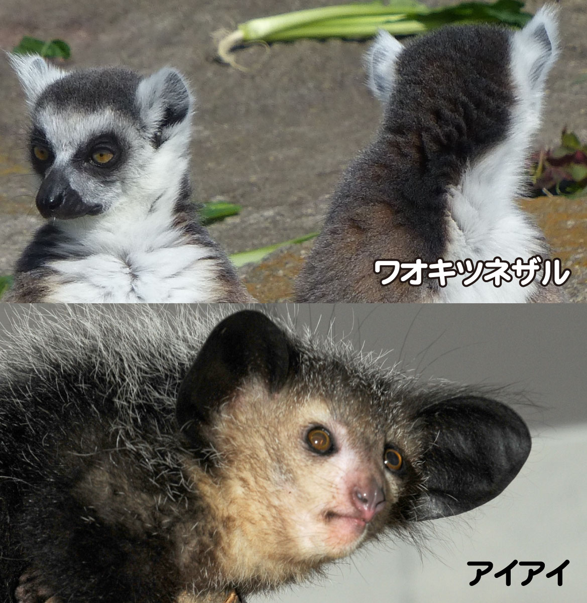 上野動物園 公式 ですが サルの中でも原始的なグループ キツネザルたちの耳は大きめ そして夜行性のアイアイの耳は とっても 大きい 顔の上に飛び出す 動かせる T Co 8ccjgqcjmg Twitter