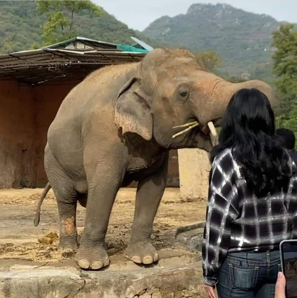 sumaira_rajput's tweet photo. Not only Islamabad the whole world should be zoo free. Farewell #Kaawan 💕 https://t.co/iz5HyVIk7u