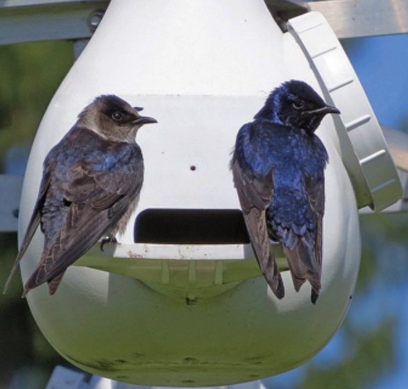 RavenoxUSA's tweet image. If you have a bird lover in the family, we have the perfect online shop for your holiday shopping! #purplemartins #ravenox #birdlovers

bit.ly/39obGId