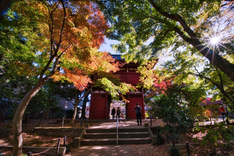 本土寺の紅葉21 見頃時期は 駐車場や開園時間 スポットライト情報も まるぴた チャンネル
