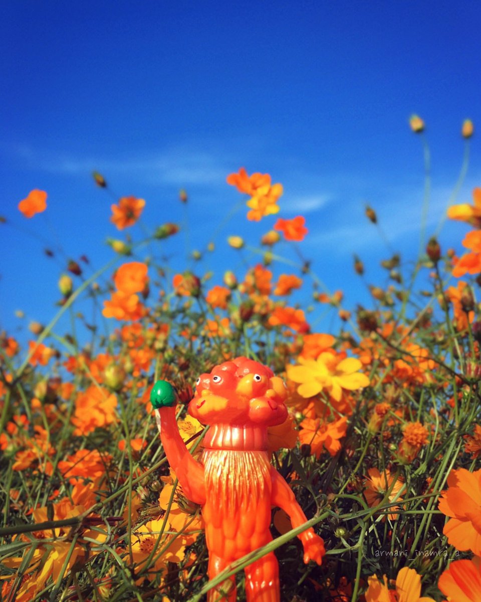 laurie_ya's tweet photo. 日曜日の風景 🌼
#swdl_sofvi 
#designtoys #toyslagram 
#sofubi #sofvi #designervinyl 
#takuyoshimizu #吉水卓 
#swimmydesignlab 
#スイミーデザインラボ 
#マンタゴ #瑪坦戈 #matango 
#ソフビ #円谷 #円谷プロ 
#怪獣 #特撮 
#晴れ #taichung 
#新社花海 
#thisattackcomefromtaiwan https://t.co/Dcw9S3kz4b