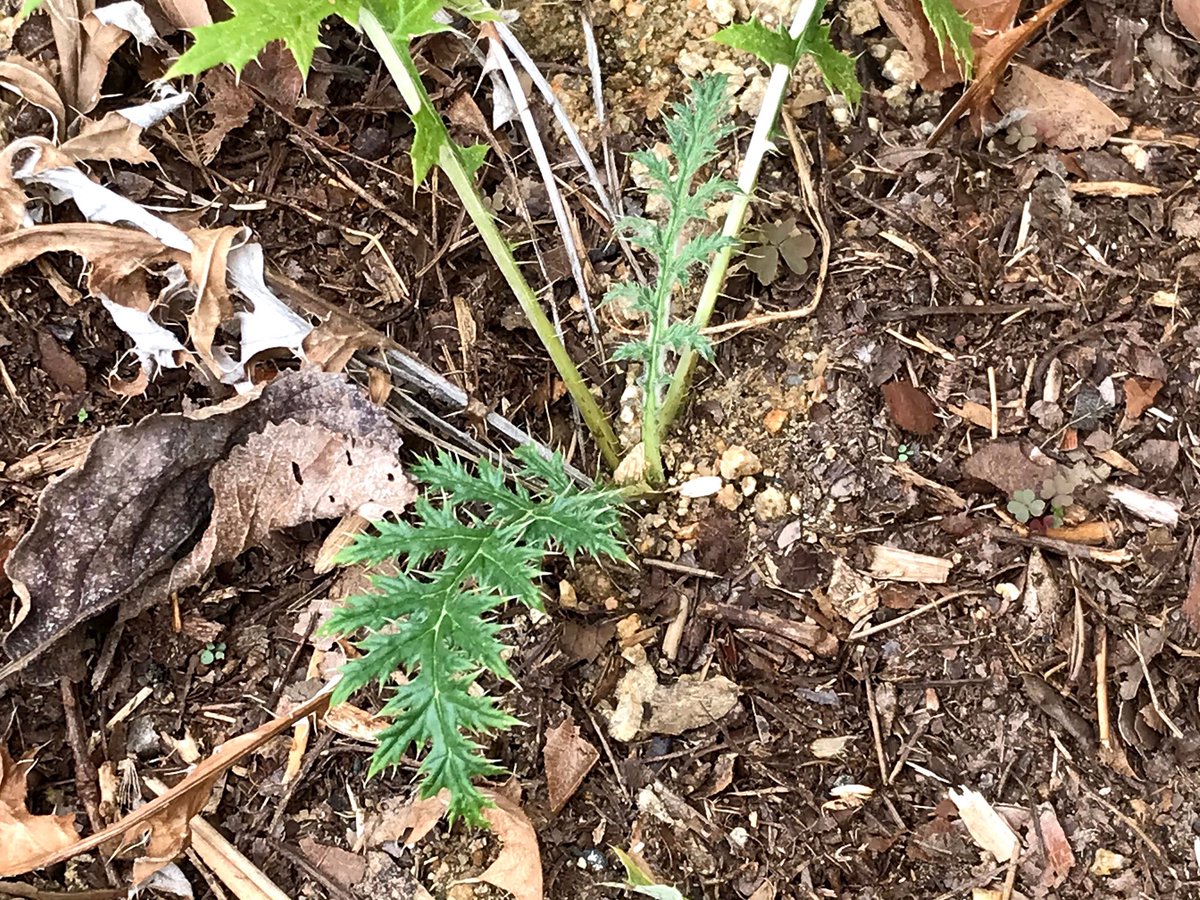 Mrs K 今朝の庭 アネモネ クリスマスローズ ルリタマアザミ こぼれ種から芽を出したのをダメ元で移植したら 上手くいったみたい 何でも試してみるもんですね