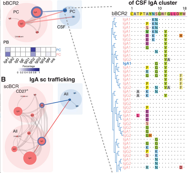 mmw_lmw's tweet photo. Active #Multiple_Sclerosis | #GutMicrobiota–specific IgA+ B cells traffic to the CNS | Sergio Baranzini @UCSF @SciImmunology https://t.co/OGubVS5uhP | #2020_ReCapNov https://t.co/cToFypouM2