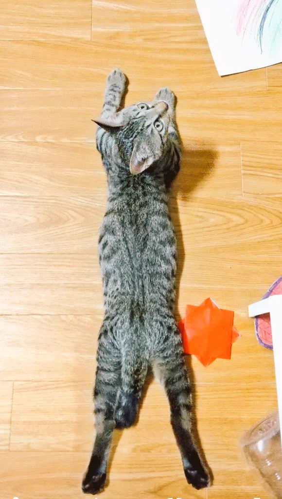 @hunter_al_nor うちもです～😆
初めて見たとき、股関節柔らか！！
って思いました😃 