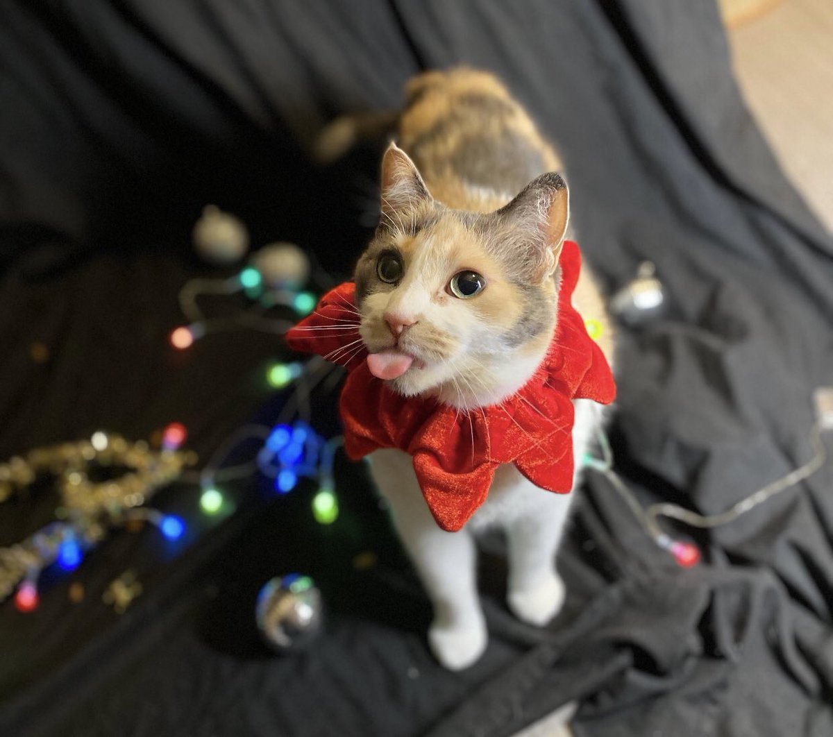 You know it.  #CatsHateChristmas   https://www.reddit.com/r/ChristmasCats/comments/k2yxps/gizmo_isnt_sure_about_her_christmas_photos/