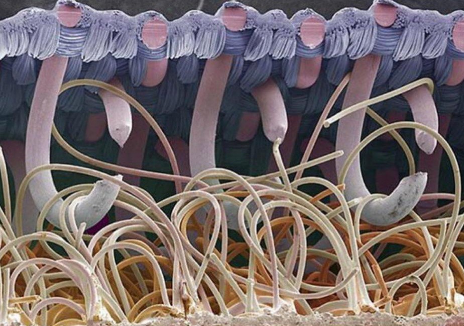 semestasains's tweet photo. Penemunya adalah pria kebangsaan Swiss, George de Mestral (19 Juni 1907 - 8 Feb 1990).

Awalnya dinamai 'Hook and Loop', tapi kemudian lebih dikenal dgn Velcro.

Mom calls it 'perepet'.

Citra:
VELCRO dilihat melalui mikroskop elektron. https://t.co/4vBuRRf5u7