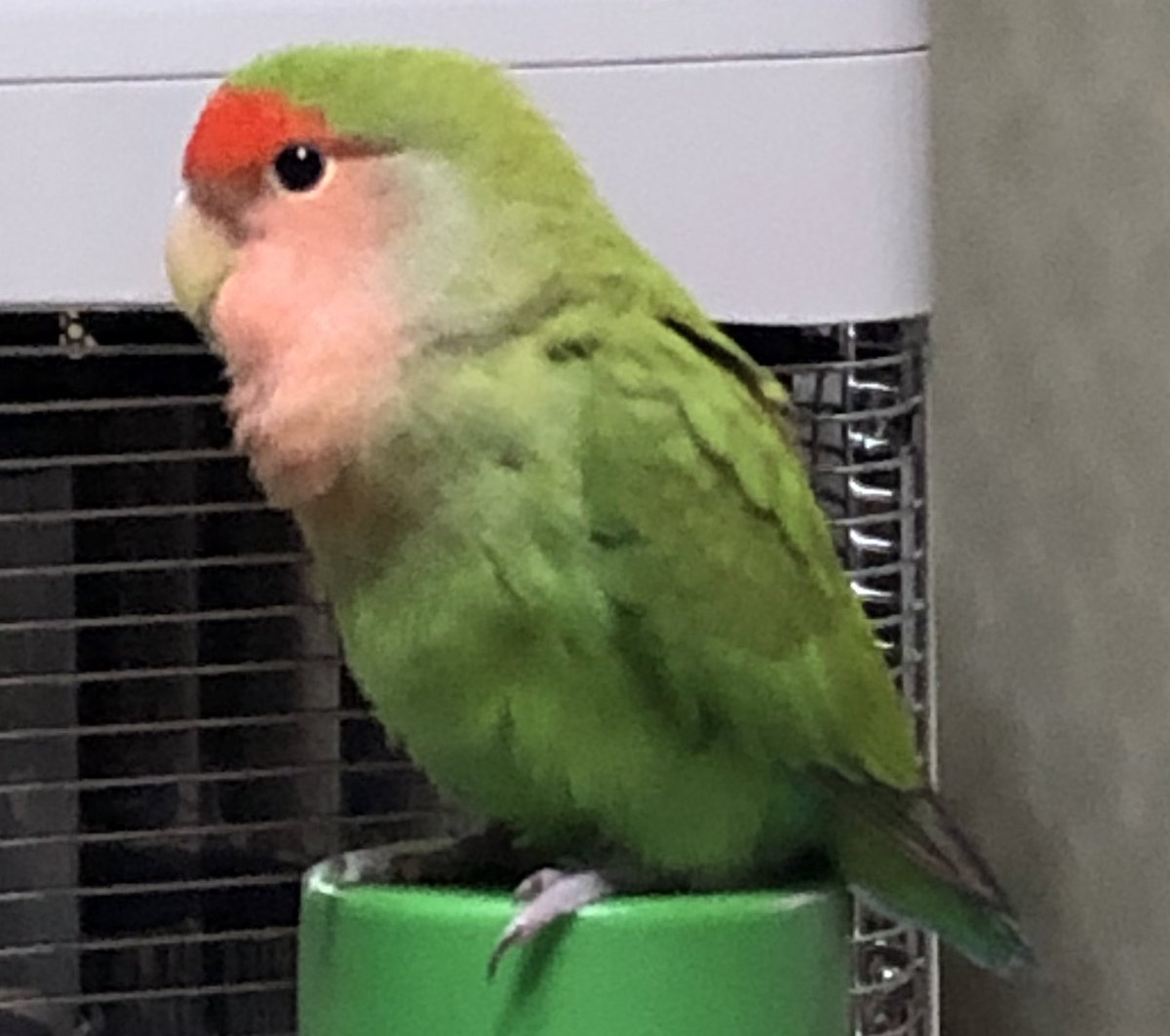 2さいのコザクラインコのぼんちゃんが
行方不明になってしまいました、
室蘭です。目撃したり、情報があったら教えて欲しいです。
 #拡散希望 #拡散おねがいします #拡散希望RTお願い致します  #迷い鳥