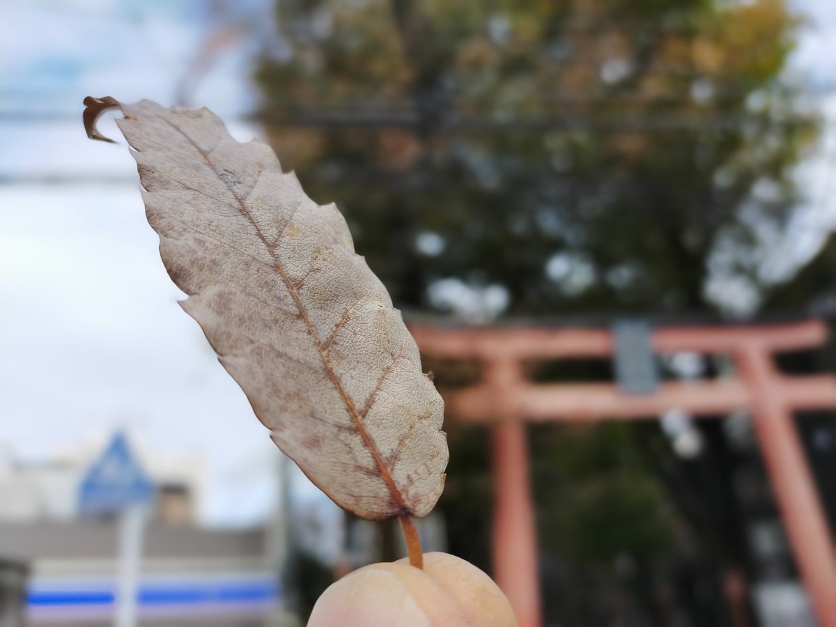 神楽坂にこの枯れ葉が積る頃 それは僕とシッポと神楽坂の最終回シーンの時 コオ先生が一人病院に向かうシーンの道には枯れ葉が敷かれ 11 29 神楽坂ねこの郵便局というなまえのお店