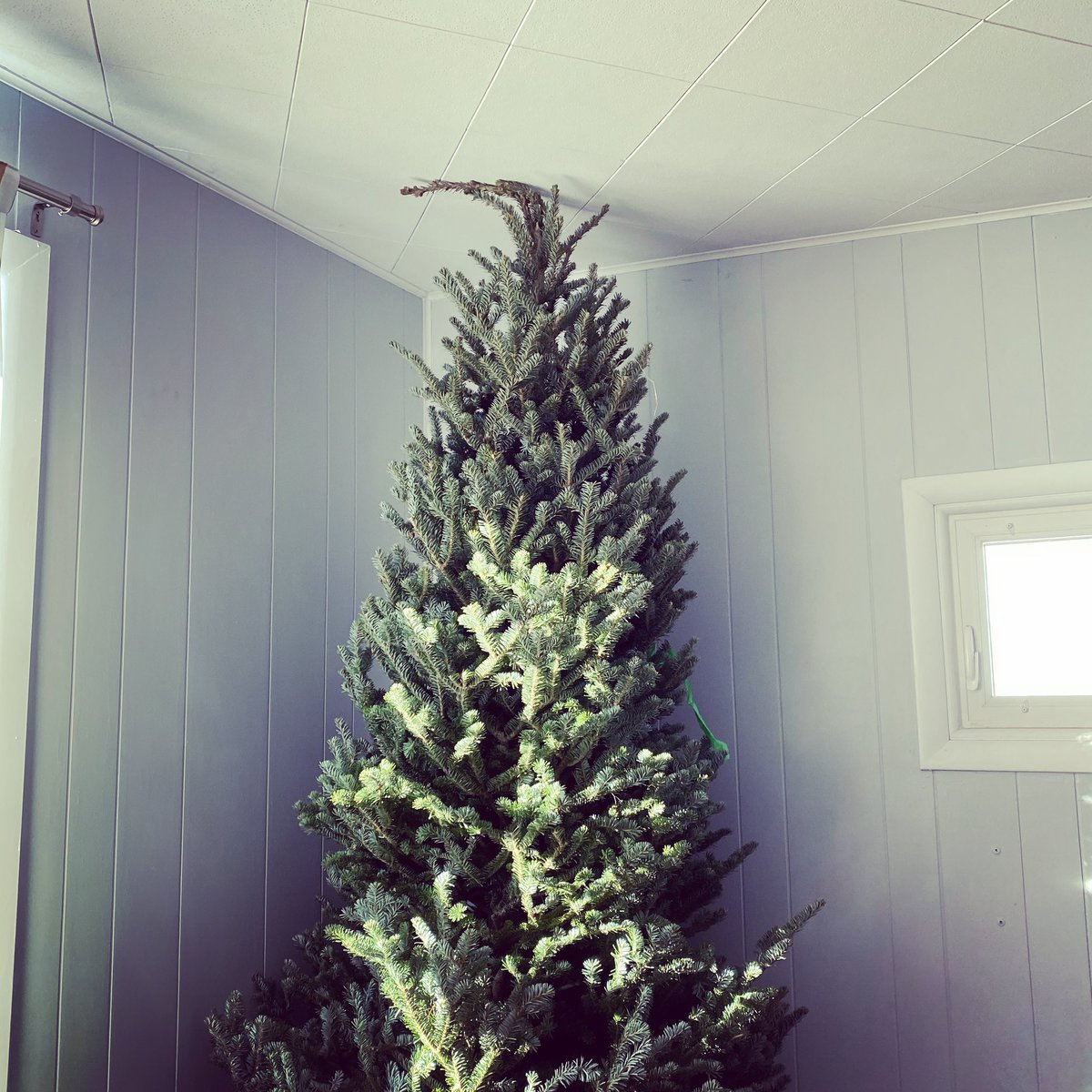 profclink's tweet photo. 2020 deserves a tree that goes ALL the way to the ceiling #realxmastree #make2020better https://t.co/NqX4KgS36l