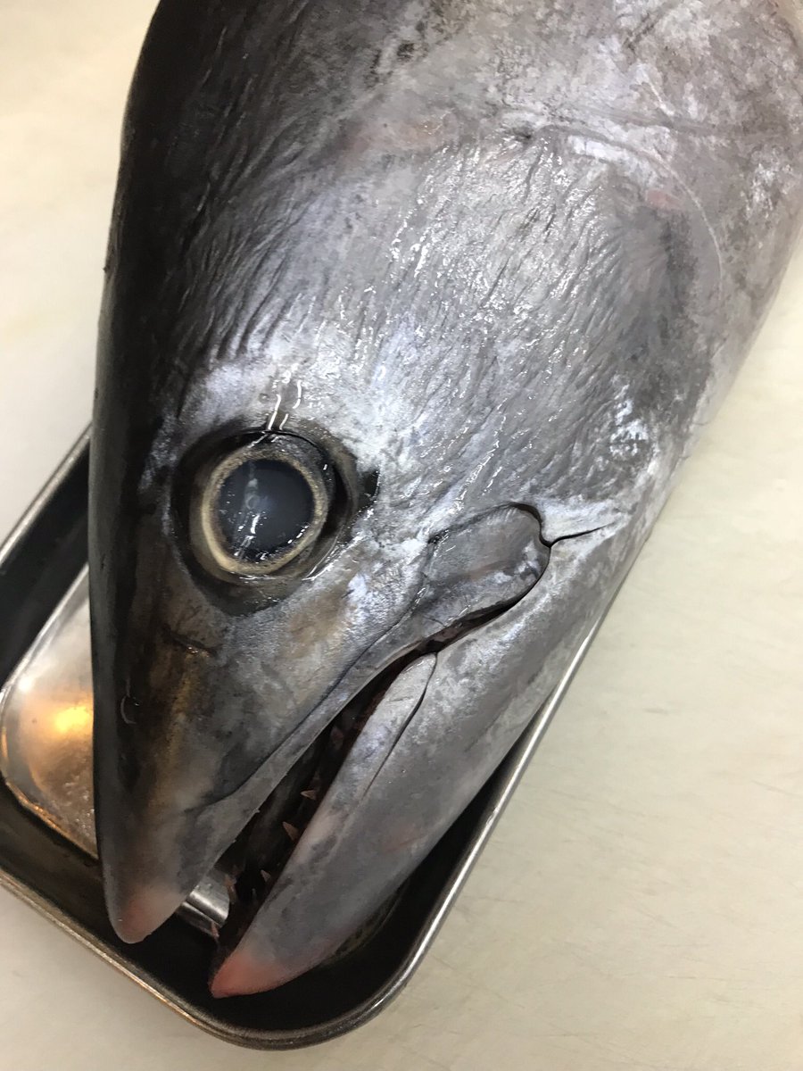 キツネガツオ キツネガツオ