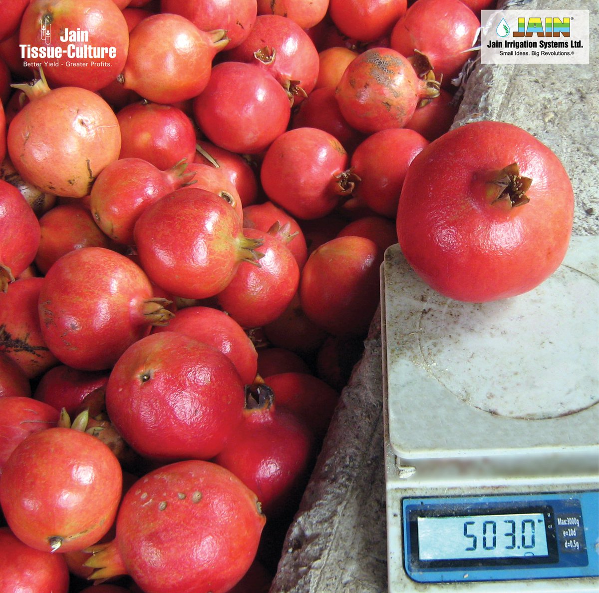 JainIrrigation's tweet photo. Woah!!๐
Yes sometimes SIZE does matters!
#Pomegranate by #JainTissueCulture #HighQuality #BestProduce #sundayvibes #BetterYeildGreaterProfits https://t.co/iZYdASaVaL
