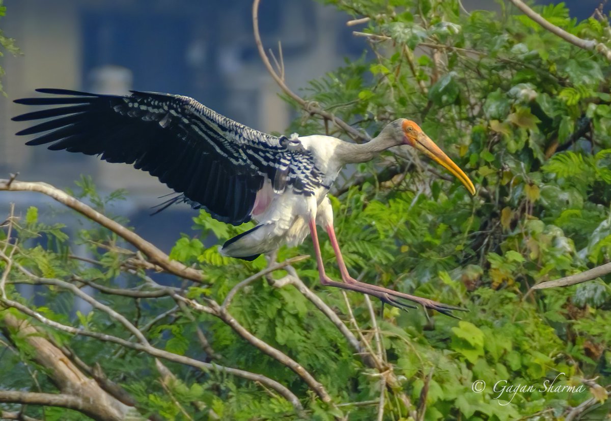 The painted stork (Mycteria leucocephala) Shot in Navi Mumbai on Nov 28 2020. 

#birdsofindia #IndiAves #conservation #paintedstorks #birding #birdlover @MangroveForest @Team_eBird @CornellBirds @MacaulayLibrary @IndiAves