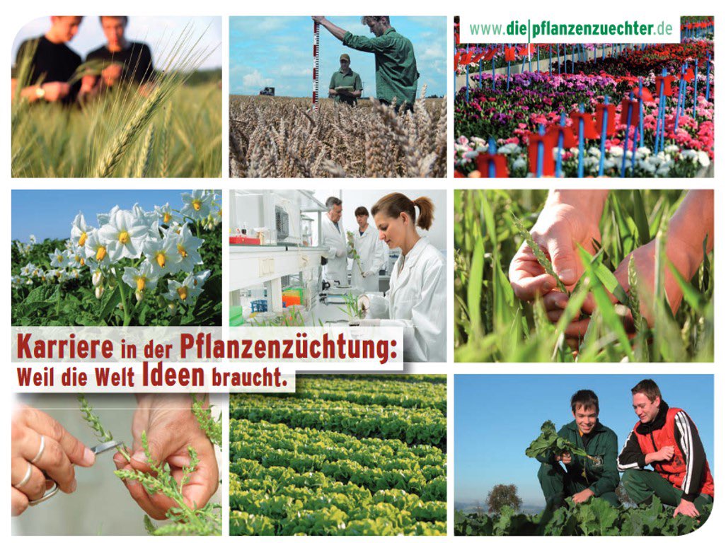 DialogBDP's tweet photo. „Und was willst du mal werden?“ Wer bei dieser Frage schon mal mit den Augen rollt, findet in der Berufswelt #Pflanzenzüchtung Anregungen und antwortet demnächst: „Vielleicht was mit Pflanzen!“ 🌱🔬🌾🧬🌽 Mehr Informationen zu den Profilen 👉🏻 https://t.co/K1etBoj374 https://t.co/8cq6wyWPri
