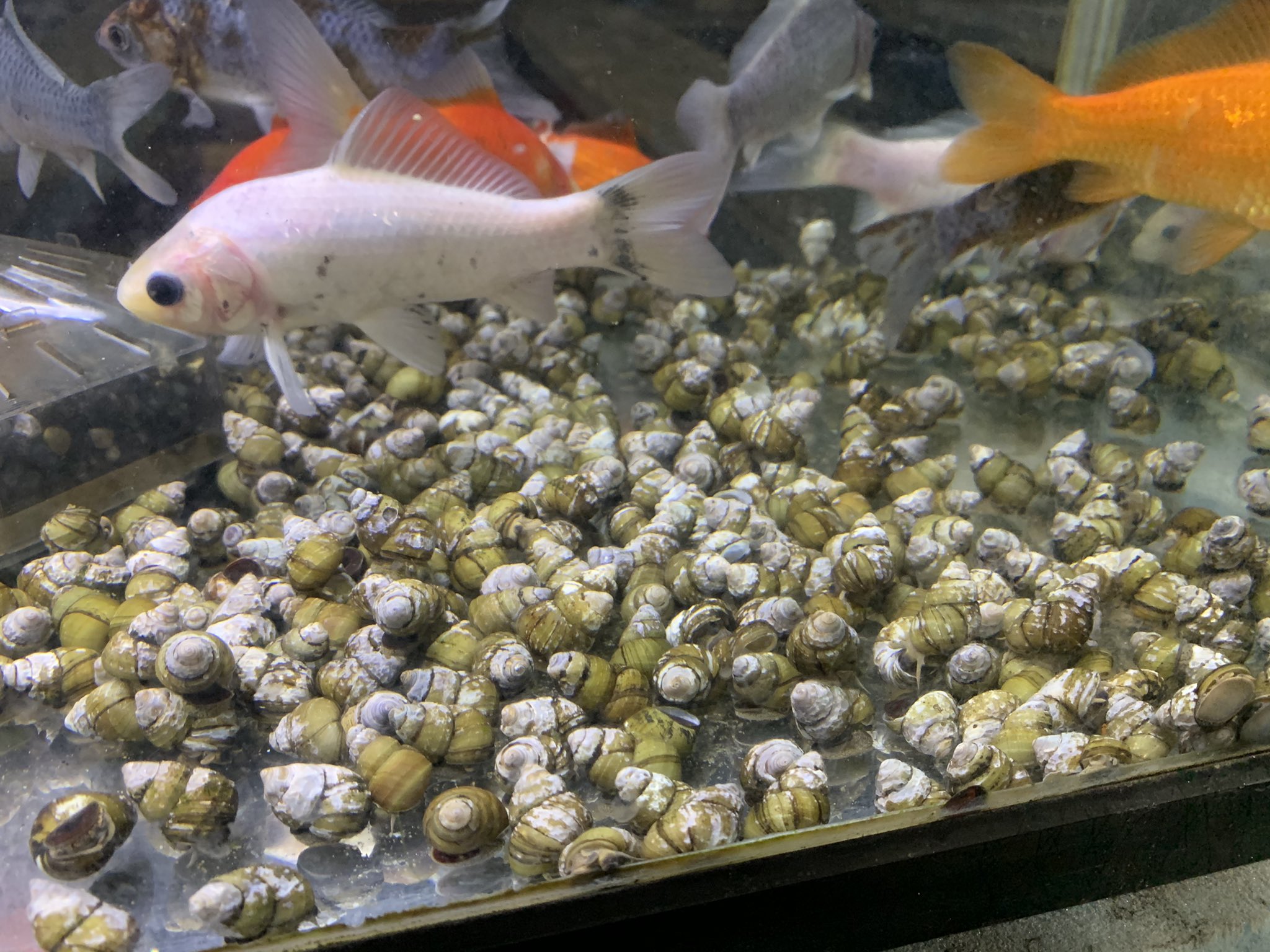 金魚坂 生体 ヒメタニシも沢山入荷してます よく苔を食べるので 水槽の苔取りにおすすめです オスメスの判別方法があるようです 3枚目はどっちなのでしょうか タニシ ヒメタニシ 金魚坂 本郷三丁目 文京区 T Co 4ubo3tf9rj Twitter