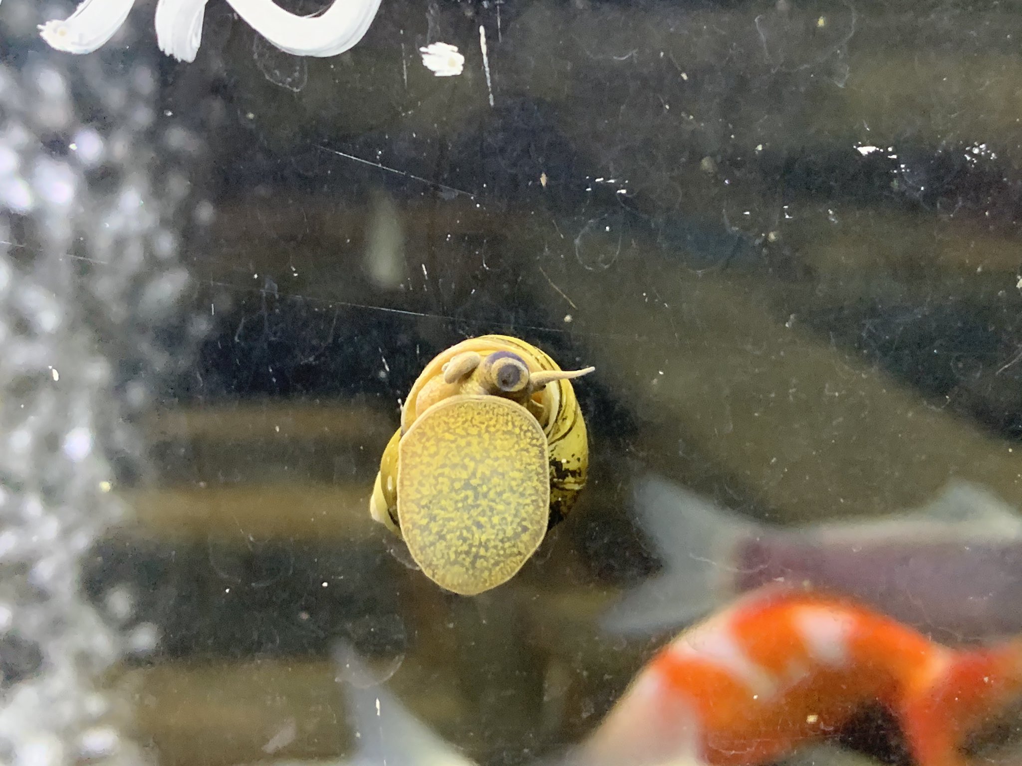 金魚坂 生体 ヒメタニシも沢山入荷してます よく苔を食べるので 水槽の苔取りにおすすめです オスメスの判別方法があるようです 3枚目はどっちなのでしょうか タニシ ヒメタニシ 金魚坂 本郷三丁目 文京区 T Co 4ubo3tf9rj Twitter