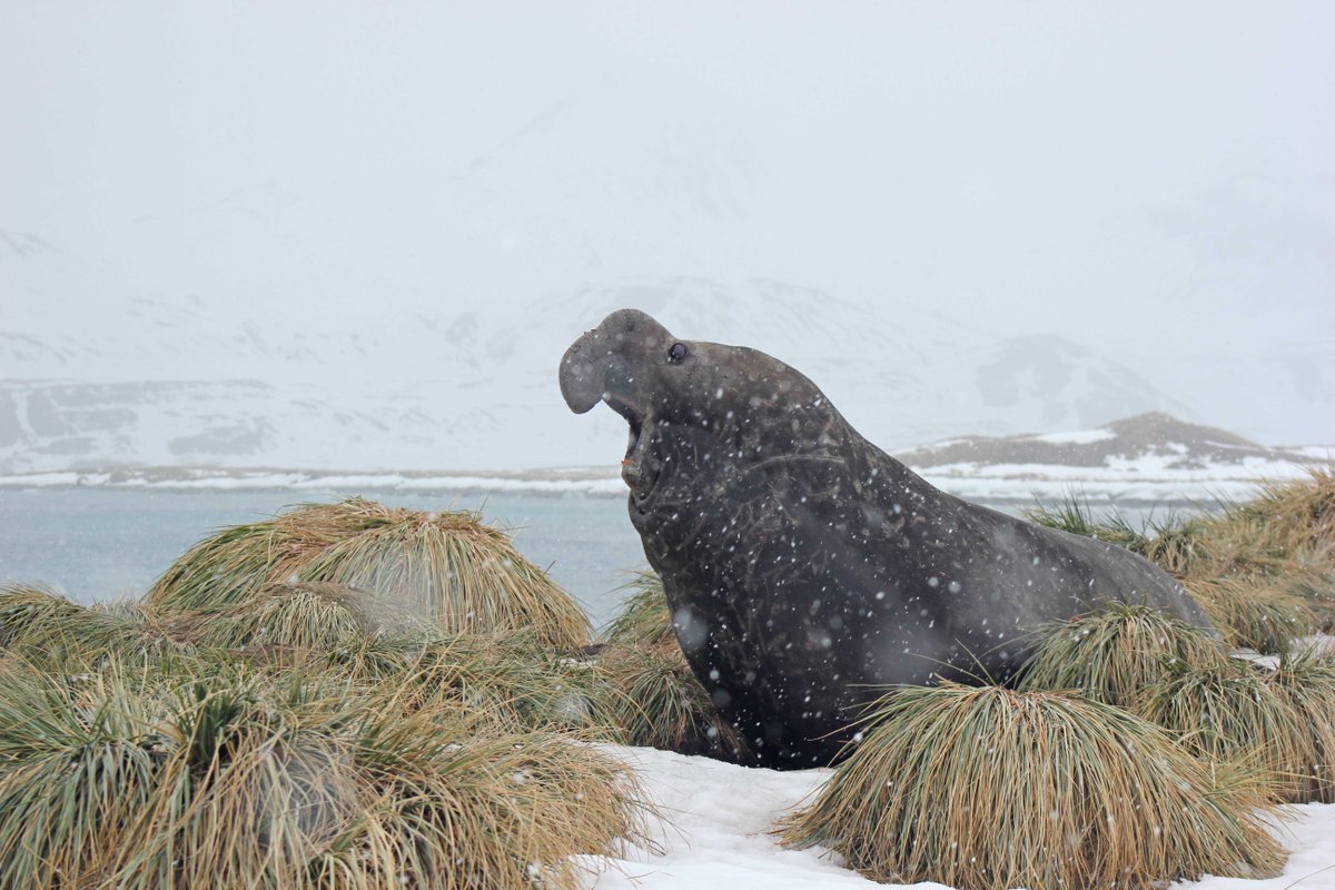 Spread the word! Tomorrow (18 Nov) is #LGBTSTEMDay and Pride Day in British Antarctic Territory, and South Georgia &amp; the South Sandwich Islands: bas.ac.uk/media-post/18-… #DiversityinPolarScience Tag photos &amp; activities #PolarPride!

📷 Elephant seal #KingEdwardPoint, by Kate Owen