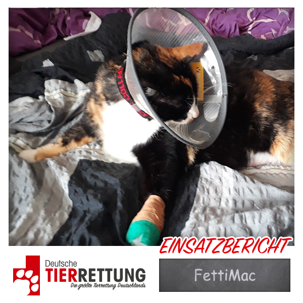 DtTierrettung's tweet photo. Tierrettung Einsatz: FettiMac in Hagen - https://t.co/EsevreqKW4 https://t.co/QBIAjhNHeT