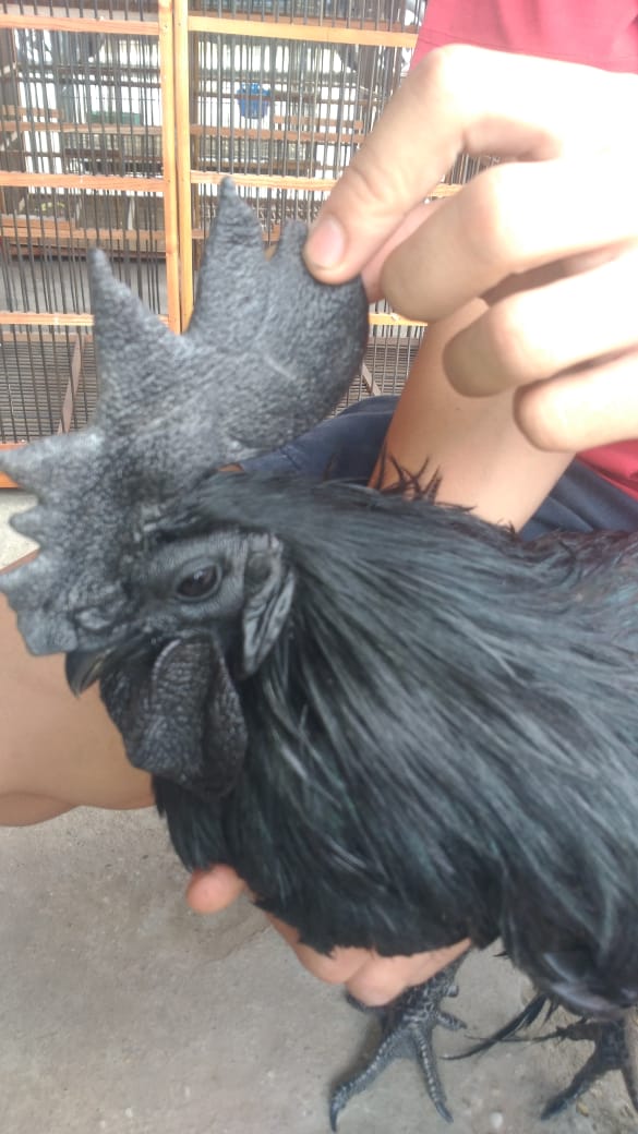 Ayam cemani