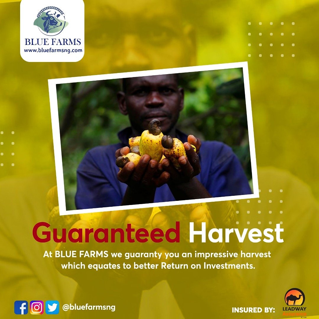 bluefarmsng's tweet photo. With Blue Farms you are guaranteed nothing short of a bountiful harvest. 

Sign up today and invest in our variety of farms and commodities.

Visit https://t.co/OCIPZ0aTg9 

#Bluefarms #Bluefarmsng #invest #investment https://t.co/soBCBRWAxa