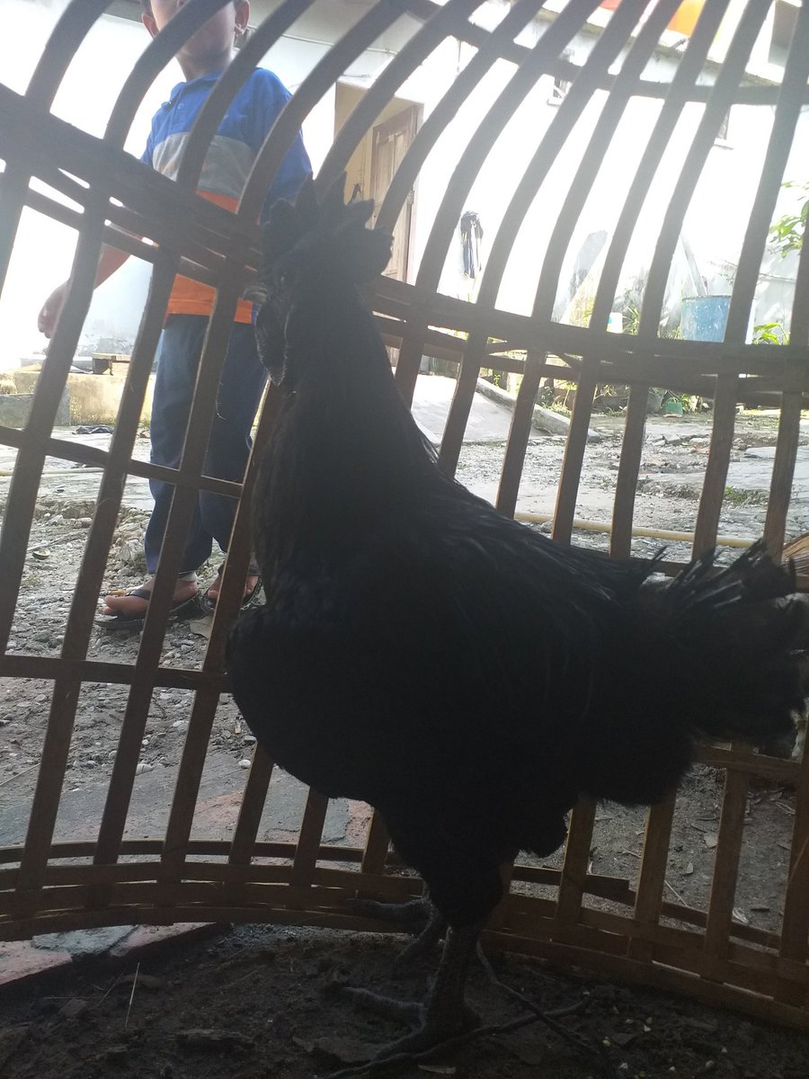 syufri (@syufri4) on Twitter photo 