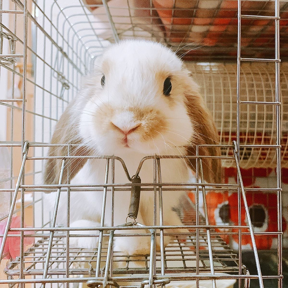 ohima_dayo's tweet photo. 🐰ロップと暮らして15年… 

🌕🌈組
🐰万吾郎♂
シェイデイッドトータス
9歳半🌟🙏✨

🐰オレオ♂
オレンジ
11歳半🌟🙏✨

2020/4/6緊急事態宣言前日にお迎えした初の女の子💕ひまわり🐰🌻との日々を綴ります☺️
#うさぎ好きさんと繋がりたい 
#ひまわり成長日記🐰🌻 https://t.co/h4gndweihZ