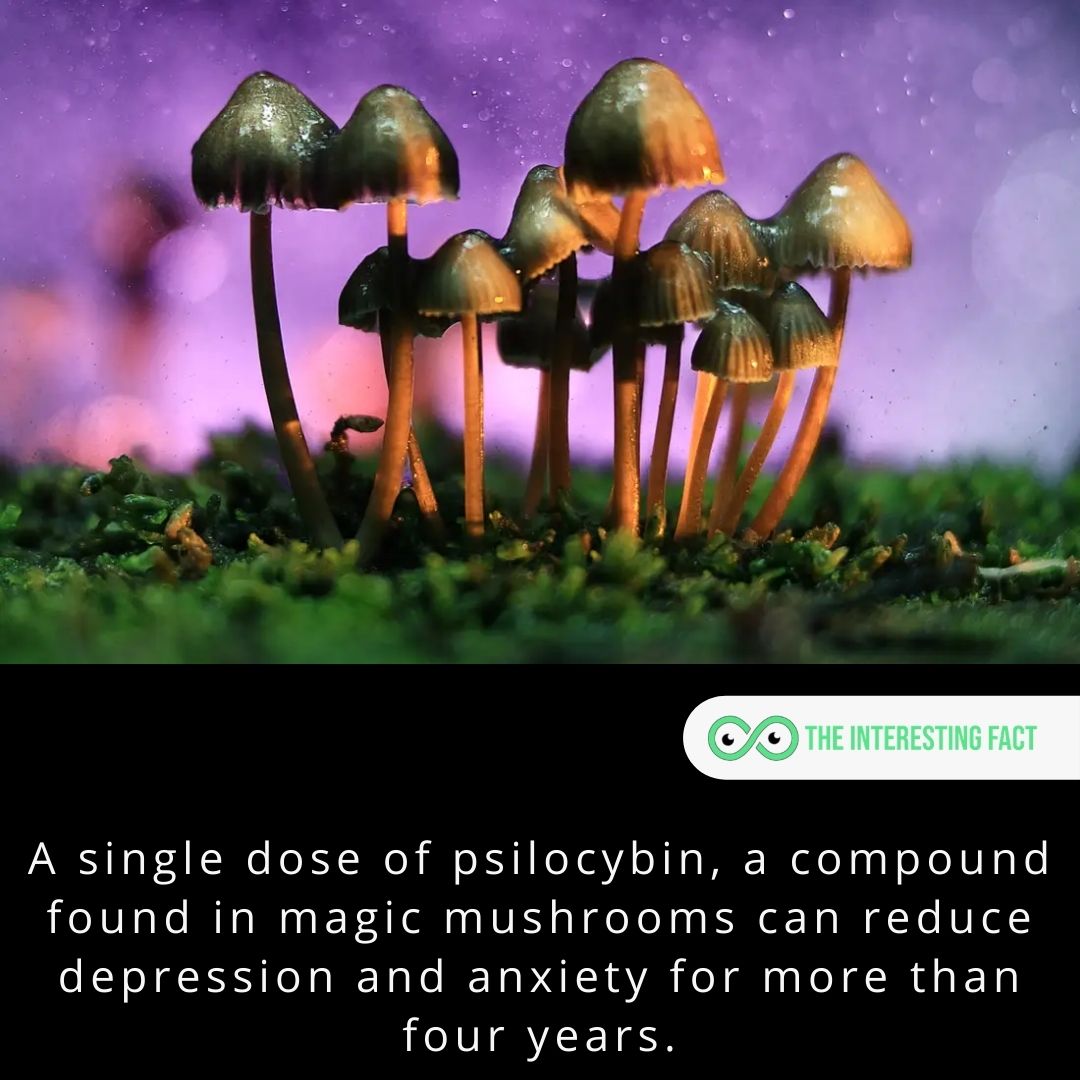 A single dose of psilocybin, a compound found in magic mushrooms can reduce depression and anxiety for more than four years.

#facts #factsoflife #fact #didyouknow #allfacts #mysteriousfacts #factz #factzoflife #interestingfacts #knowledgeispower #wtffacts