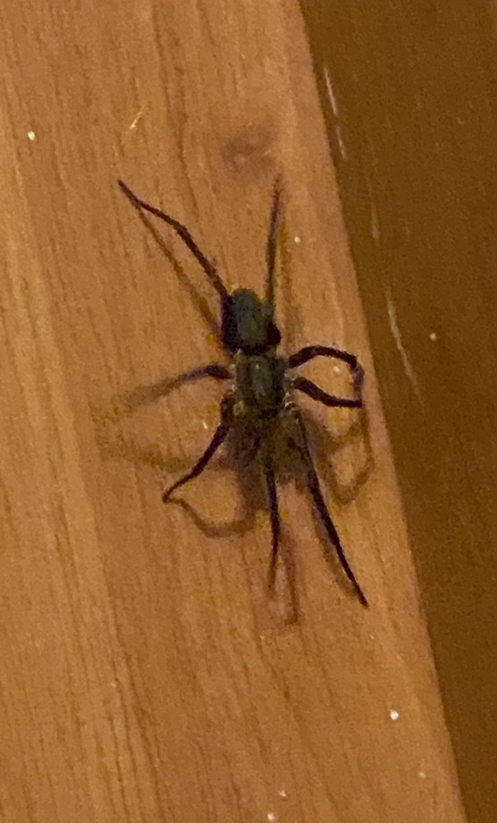 marebarquera's tweet photo. @Arachno_Cosas buenas noches! Me podrías ayudar con el tipo de araña que apareció en mi casa y si es peligrosa. https://t.co/yAPNBPSb9Z