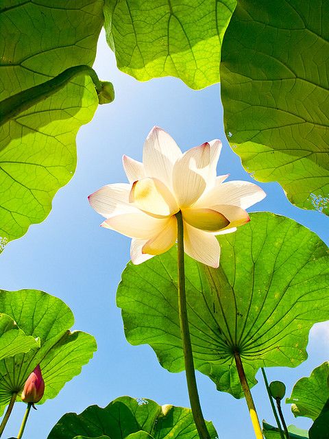 MonicaDrie's tweet image. 🌸🌸Delightful Tuesday🌸🌸