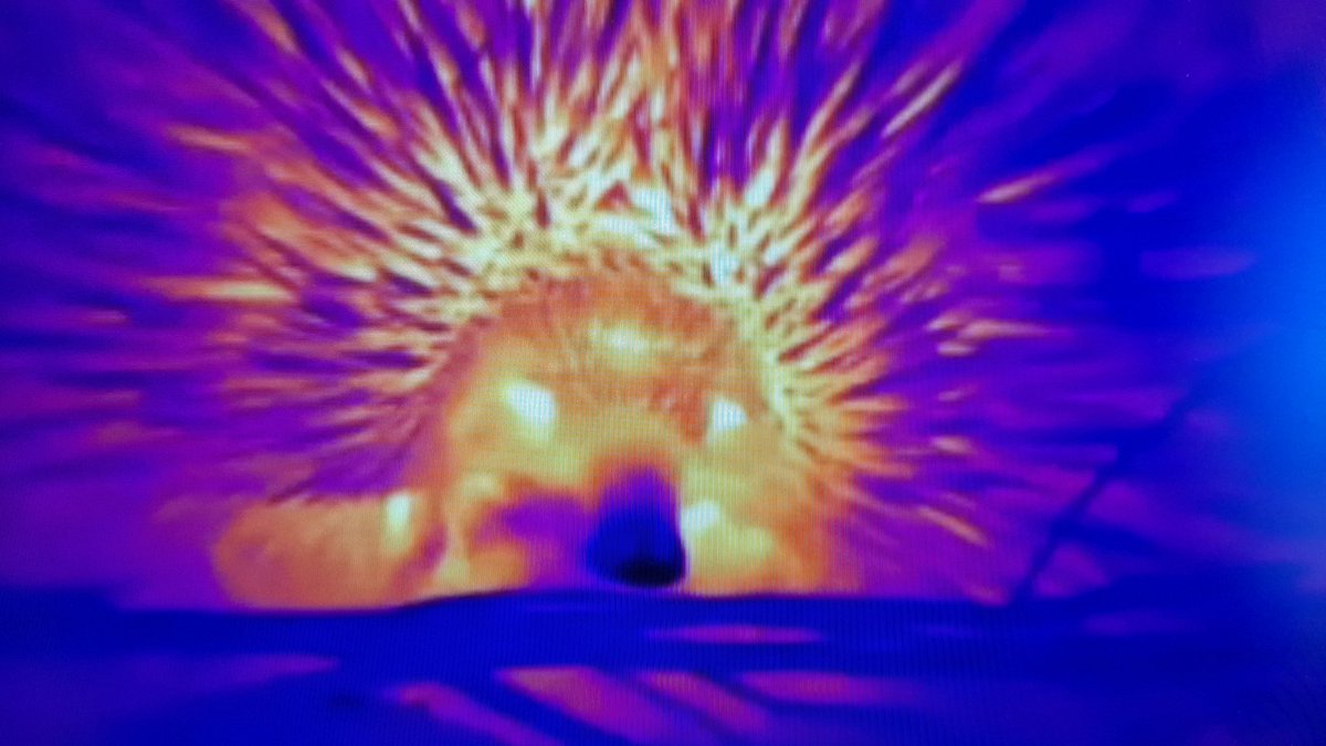 Torpidator's tweet photo. The echidna nose knows the woes that goes with high temperture: interesting work by @CECooperEcophys on heat loss in the echidna @AusMammals #AMSC2020 https://t.co/lXNJP77yId