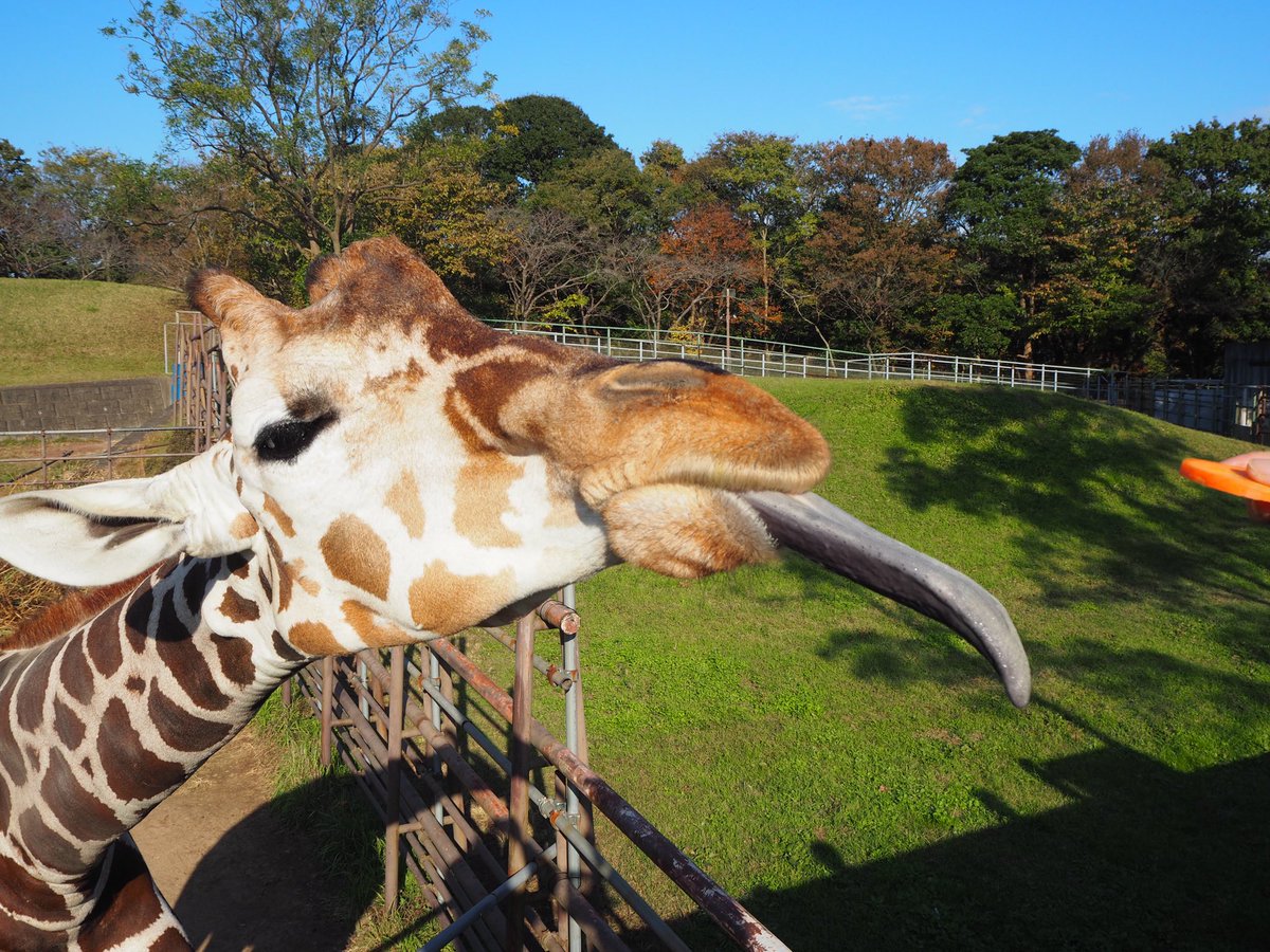 Twitter 上的 千葉市動物公園 公式 キリンが長いのは首だけではありません 長い舌で枝葉を絡め取って食べます 写真はにんじん欲しさに首も舌も伸ばす アミメキリンのヨウタです 早くちょうだい 企 千葉市動物公園 T Co Ellfgsfvb1 Twitter
