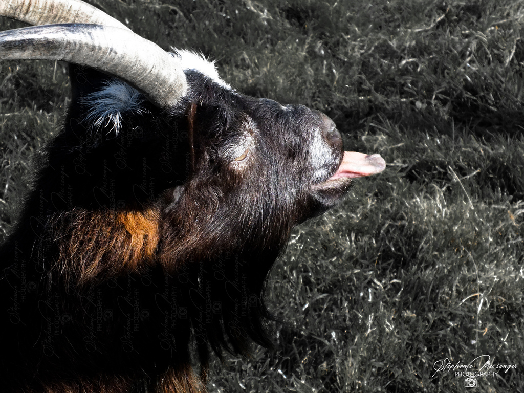 Tongue out Tuesday 👅 Caption This 👇
.
.
.
#goatlover #goatslife #goatsareawesome #cutegoats #goatfarm  #toungeouttuesday  #animallovers #cheekyanimals #funnyanimals #animalhorns #goathorns #animalphotography #happyanimals #farmanimals
@EverythingGoats
@goatofthe
@FujifilmEU