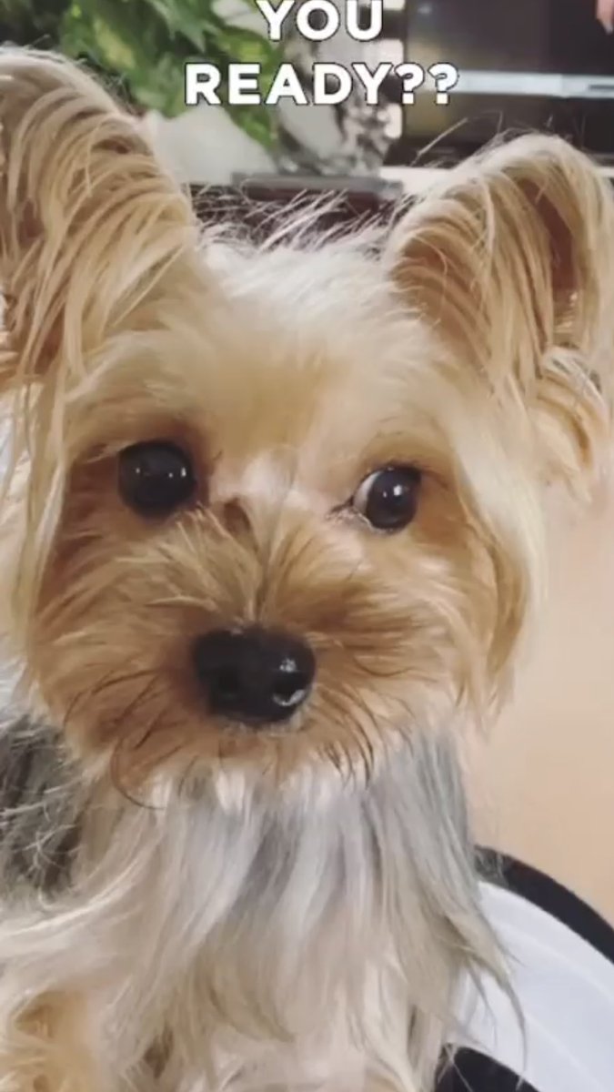 joannneri's tweet photo. HELP, moonwalk friends o sino man baka mkatulong. Bka may mkapansin. Nkalabas ng gate ung aso namin si snoopy today lng. Nwawala sya ngyon. (from Gagarin st. Moonwalk Village Pque. Phase 1 😭 Walang collar..teacup size.

PM nyo lng ako if ever. 
Thank you.🙏
Feel free to share. https://t.co/cyh4NO1Uo0