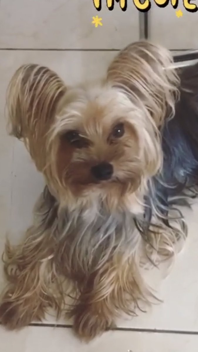 joannneri's tweet photo. HELP, moonwalk friends o sino man baka mkatulong. Bka may mkapansin. Nkalabas ng gate ung aso namin si snoopy today lng. Nwawala sya ngyon. (from Gagarin st. Moonwalk Village Pque. Phase 1 😭 Walang collar..teacup size.

PM nyo lng ako if ever. 
Thank you.🙏
Feel free to share. https://t.co/cyh4NO1Uo0